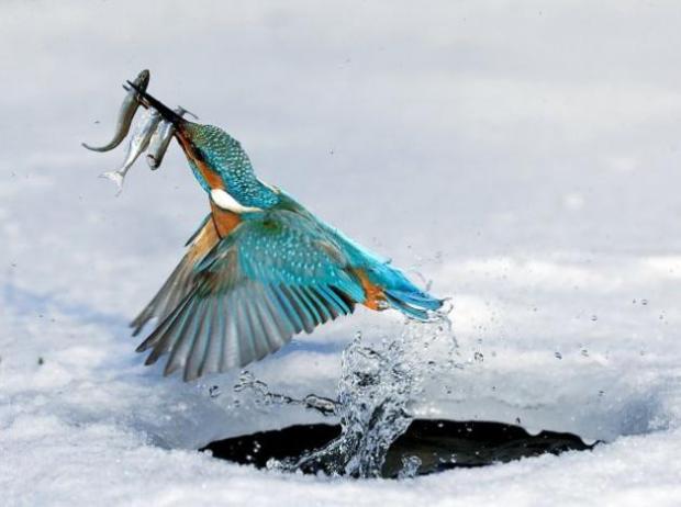 pájaromartin-pescador